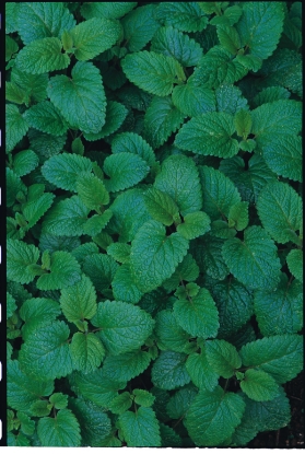 Picture of Organic Balm Lemon